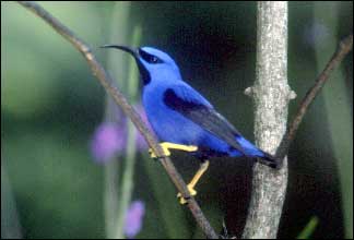 Honeycreeper