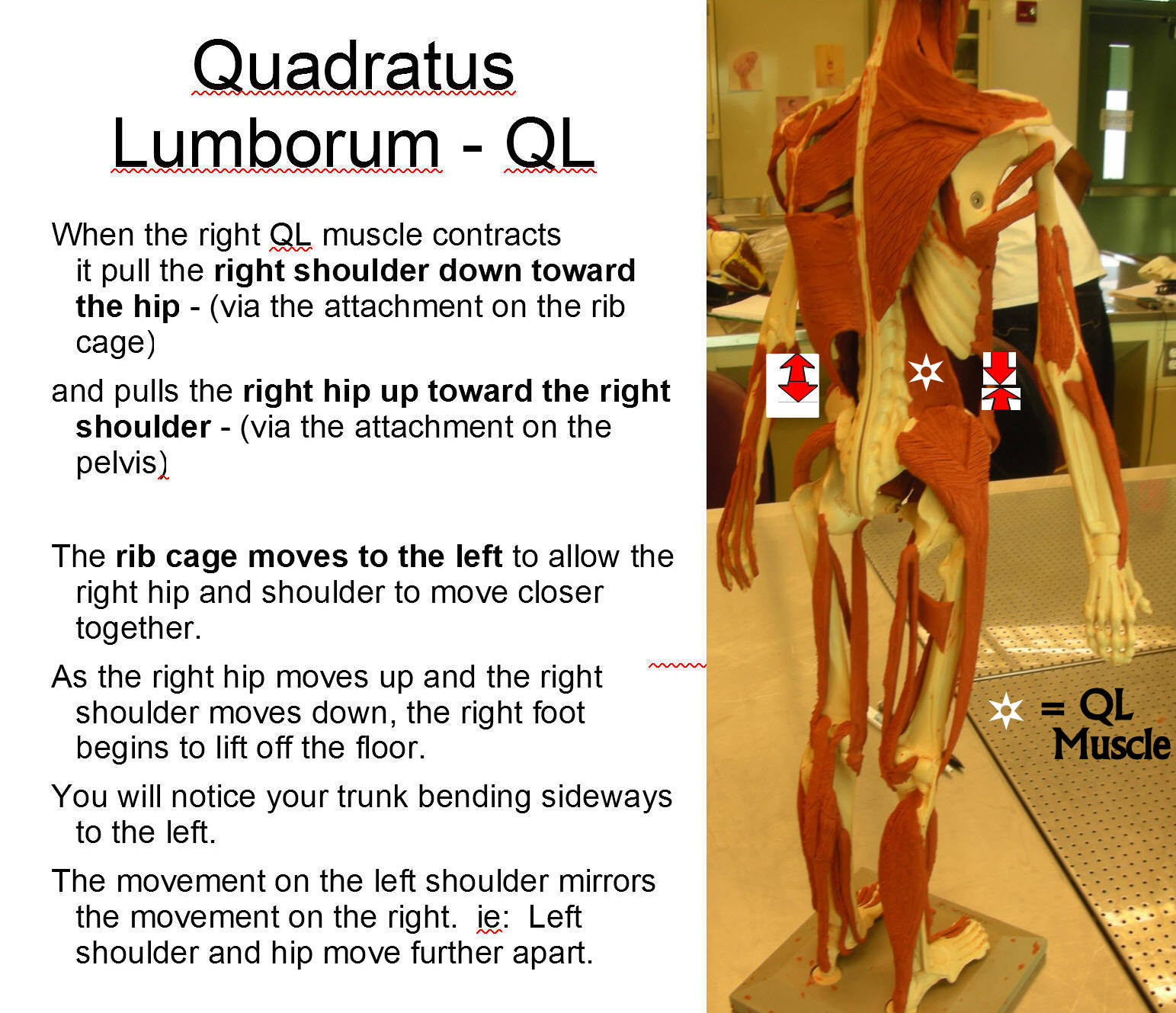 Strengthen discount ql muscles